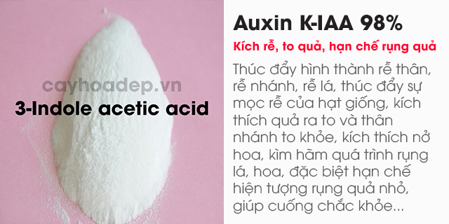 Auxin K-IAA 98% (Potassium 3-Indole acetic acid) tan trong nước